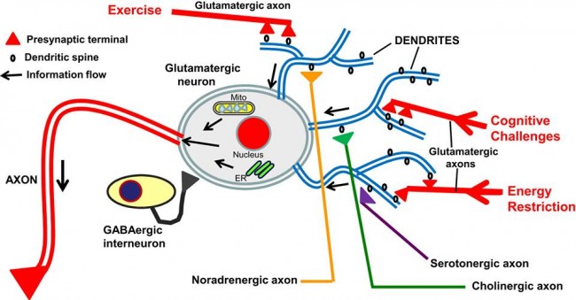 adaptive cellular stress response