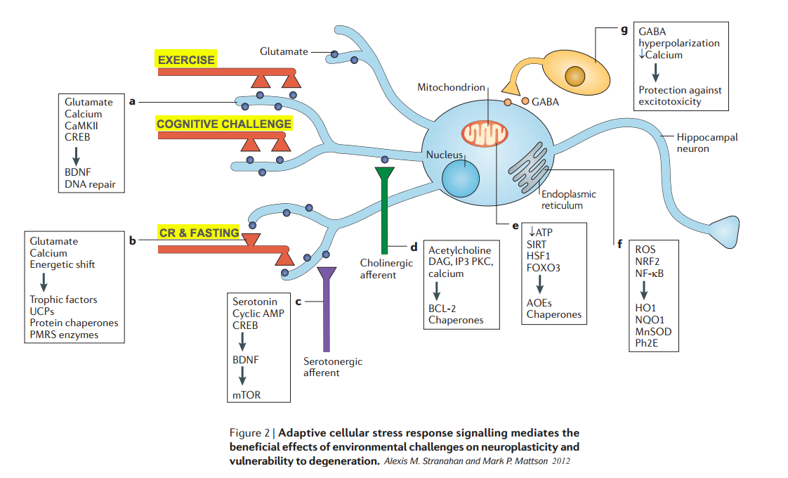 adaptive cellular stress response