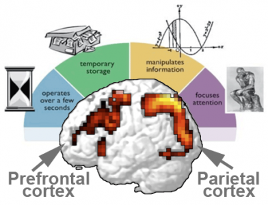 working-memory-and-brain-function