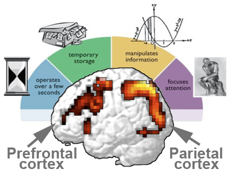 working memory training