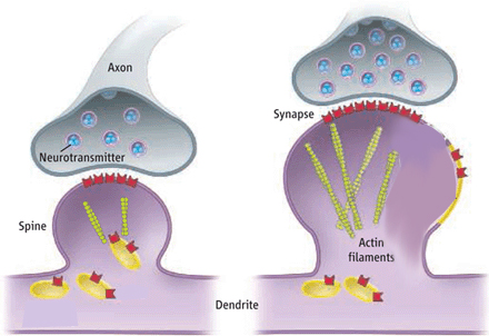 neuroplasticity