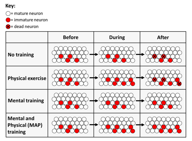 map training for brain