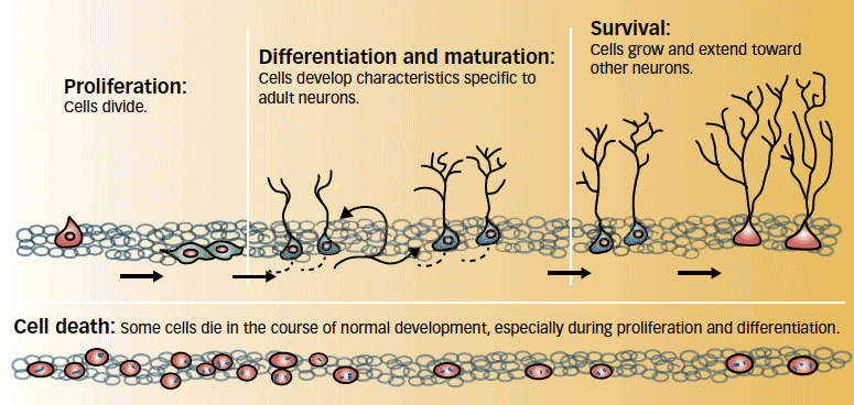 neurogenesis exercise