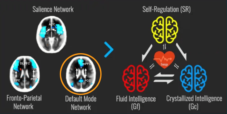 default mode network and crystallized intelligence