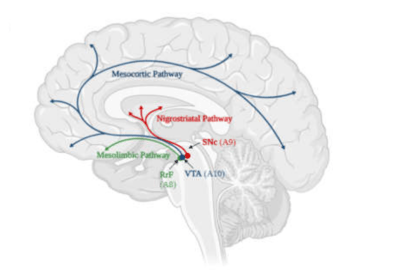 dopamine signalling